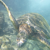 Sea turtle